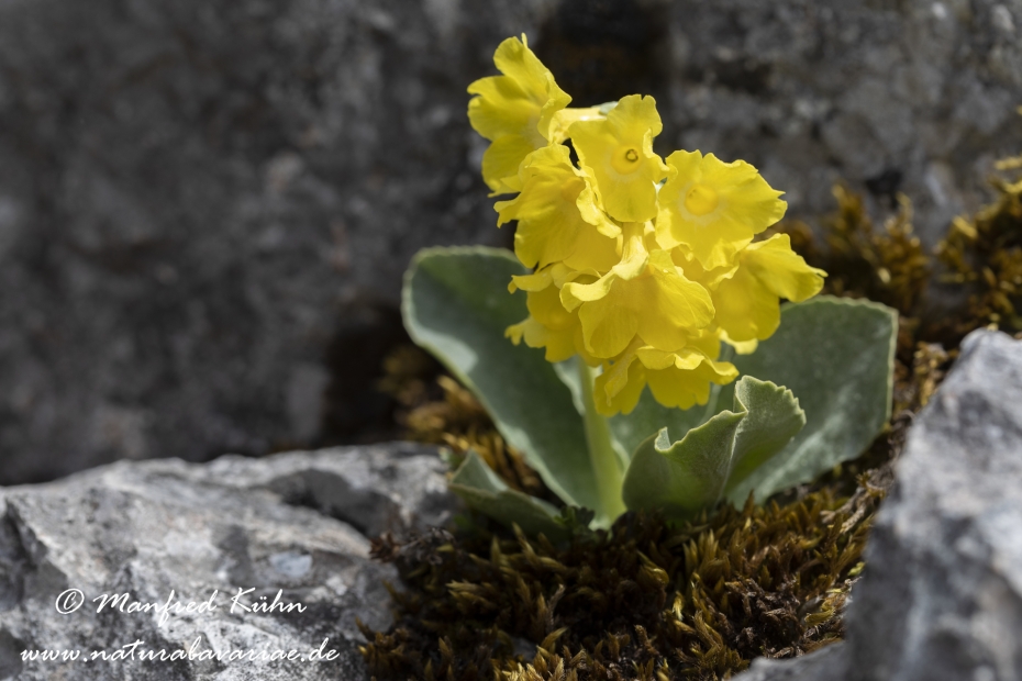 Aurikel ()_0015