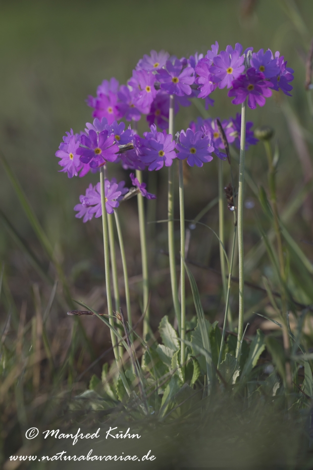 Mehlprimel ()_0005