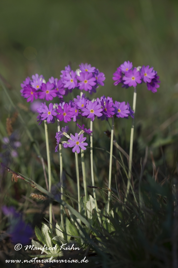Mehlprimel ()_0008