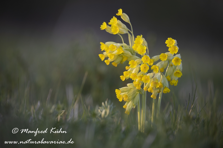 Schluesselblume (Echte)_0006