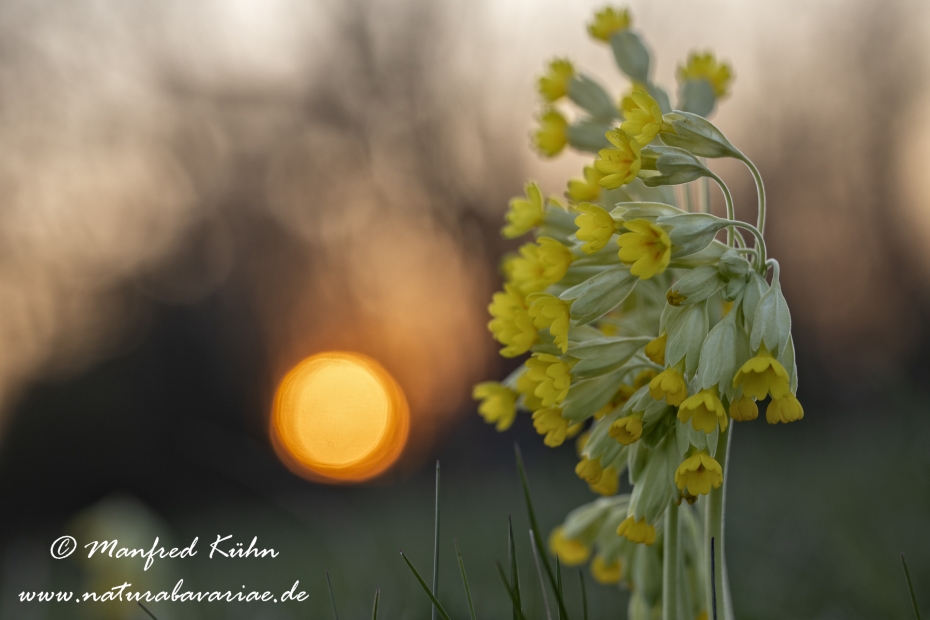 Schluesselblume (Echte)_0013