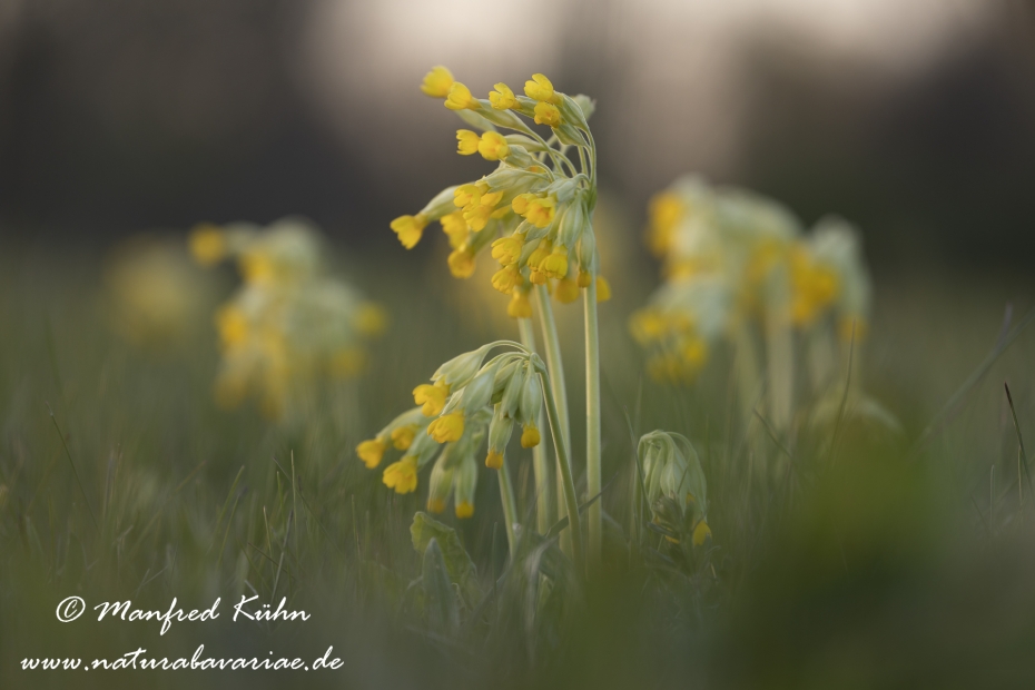 Schluesselblume (Echte)_0019
