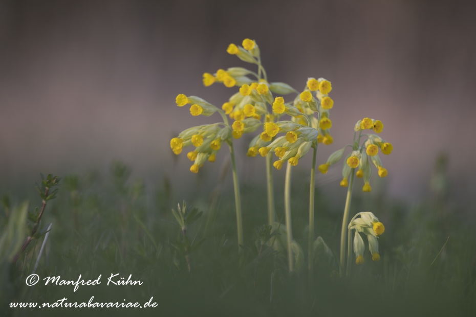 Schluesselblume (Echte)_0025