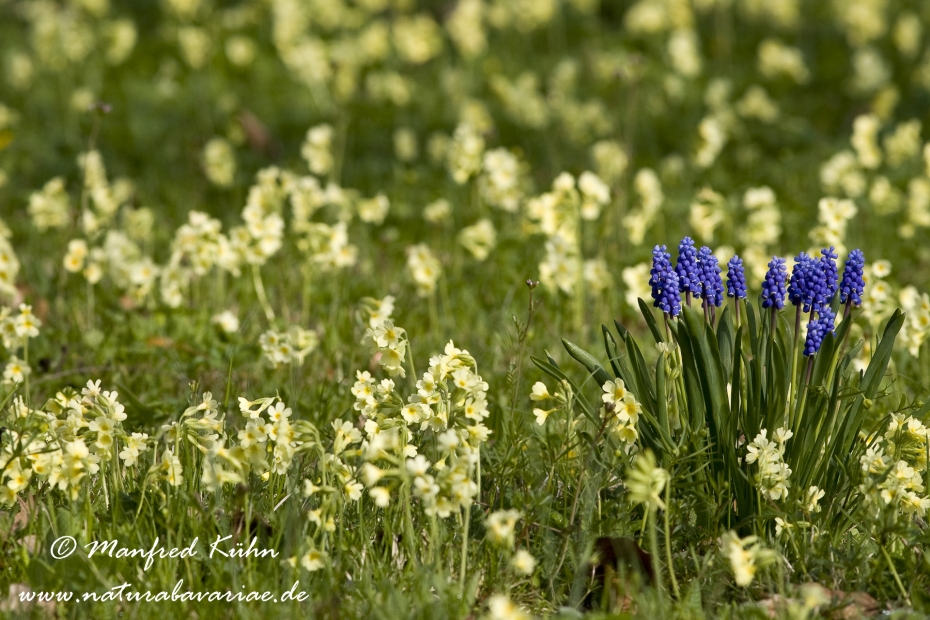 Schluesselblume (Hohe)_0002