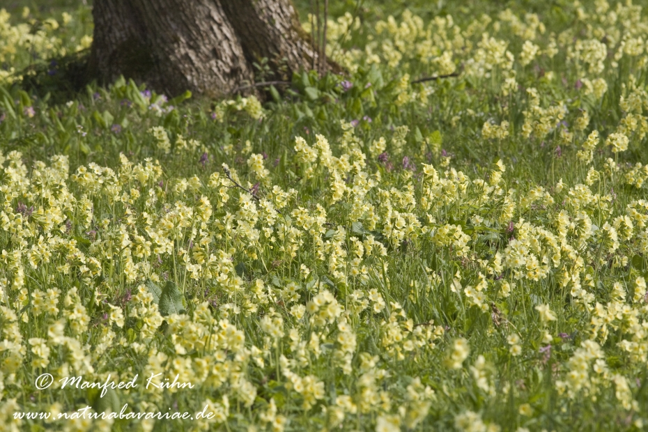Schluesselblume (Hohe)_0004