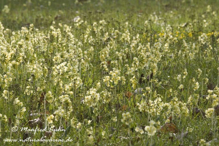 Schluesselblume (Hohe)_0006