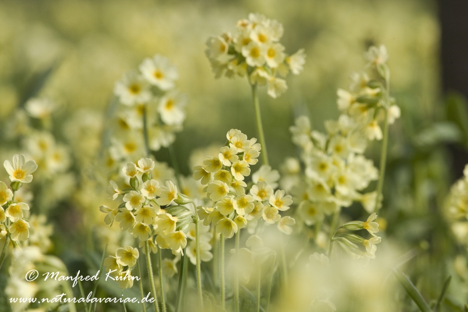 Schluesselblume (Hohe)_0010