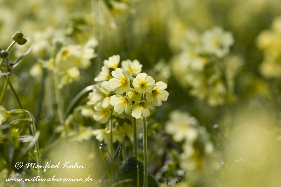 Schluesselblume (Hohe)_0013