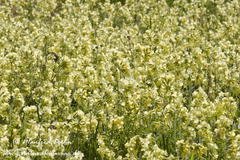 Schluesselblume (Hohe)_0019