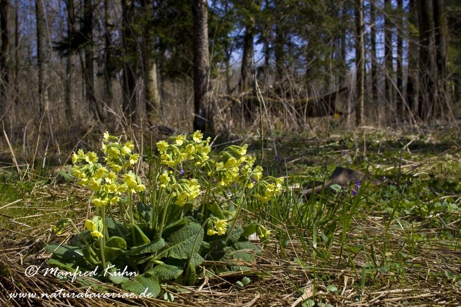 Schluesselblume (Hohe)_0023