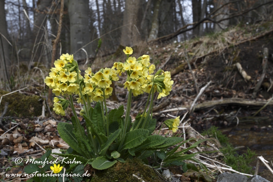 Schluesselblume (Hohe)_0032