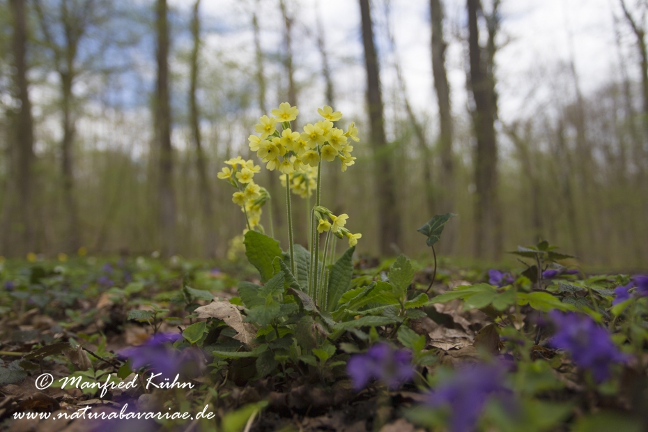 Schluesselblume (Hohe)_0037
