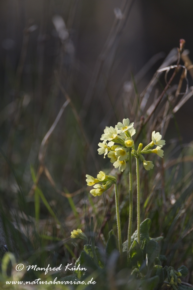 Schluesselblume (Hohe)_0038