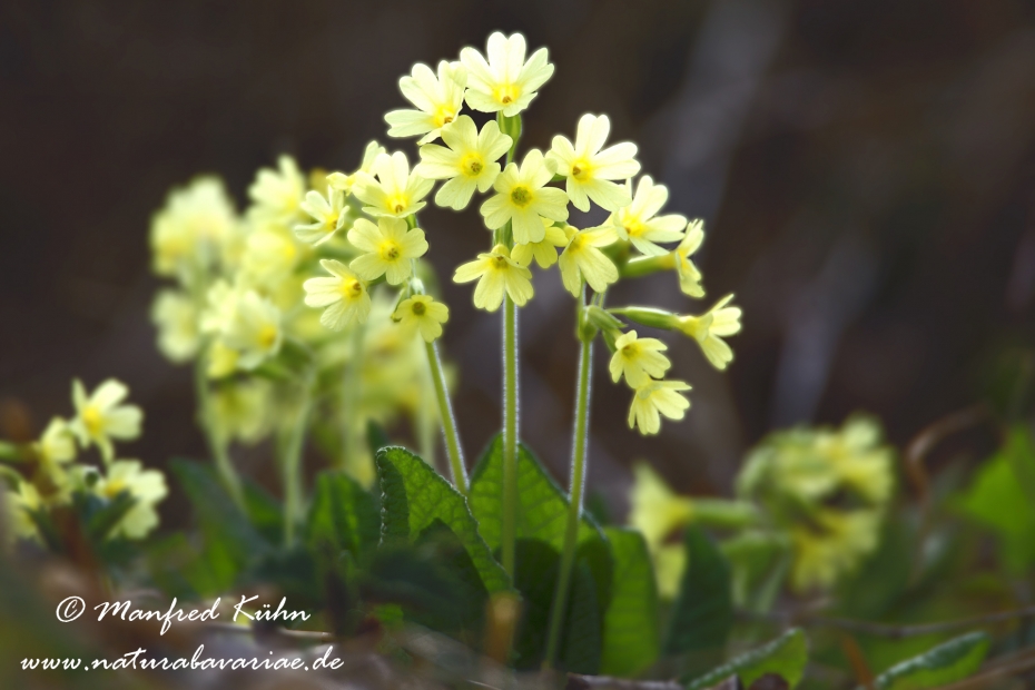 Schluesselblume (Hohe)_0039
