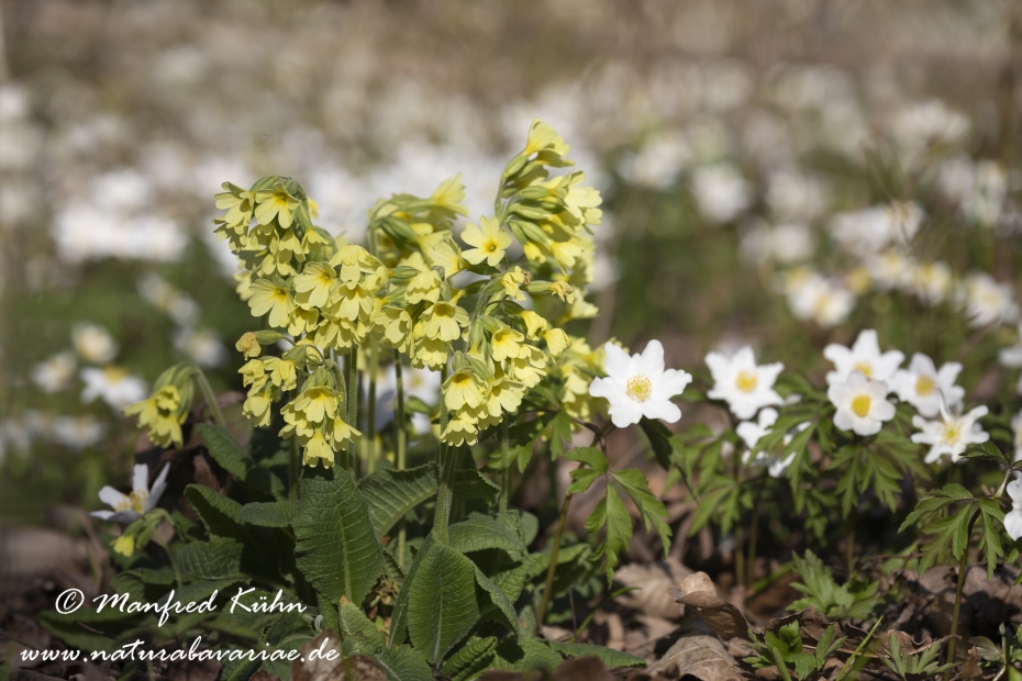 Schluesselblume (Hohe)_0043