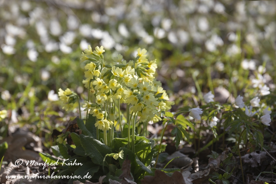 Schluesselblume (Hohe)_0045