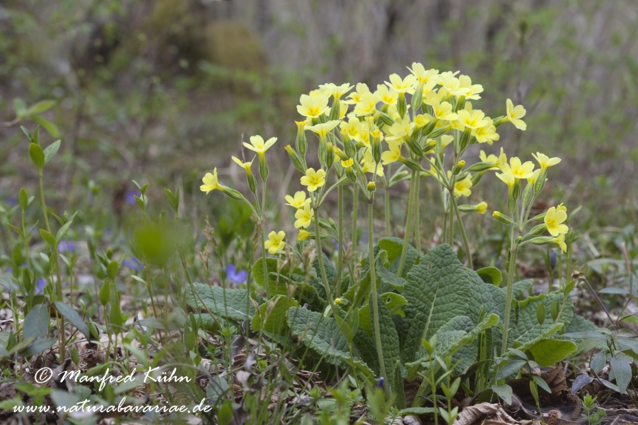 Schluesselblume (suedliche)_0002