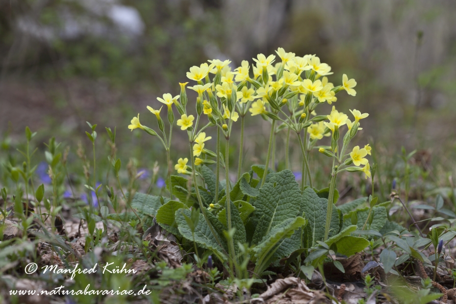 Schluesselblume (suedliche)_0006