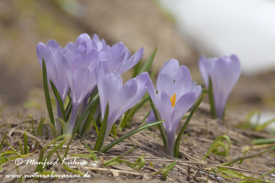 Krokus (Verna)_0001