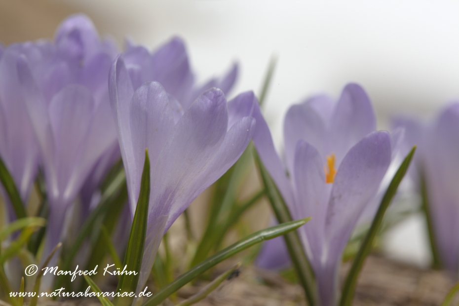 Krokus (Verna)_0002