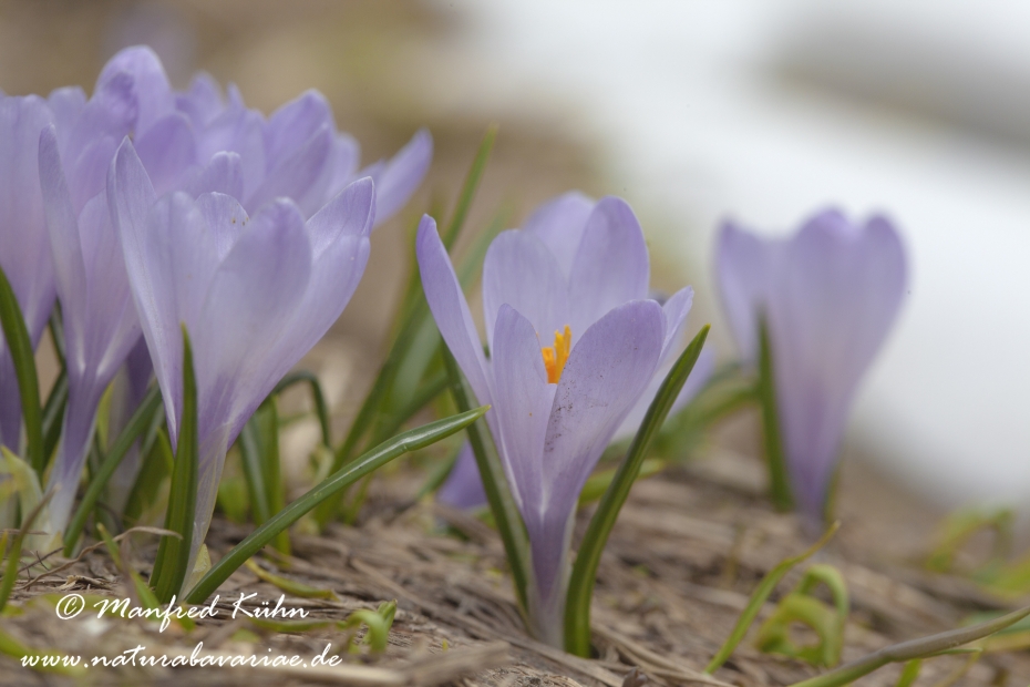Krokus (Verna)_0005