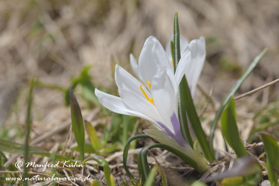 Krokus (Verna)_0007_1