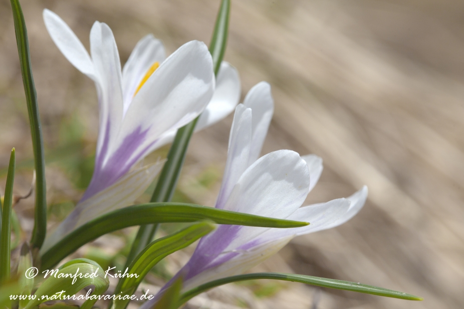 Krokus (Verna)_0008