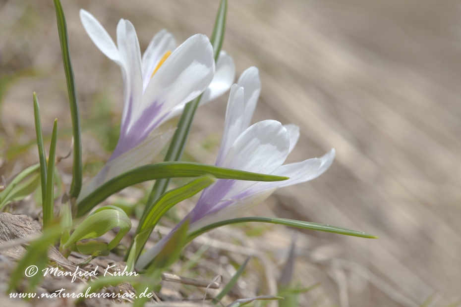 Krokus (Verna)_0009