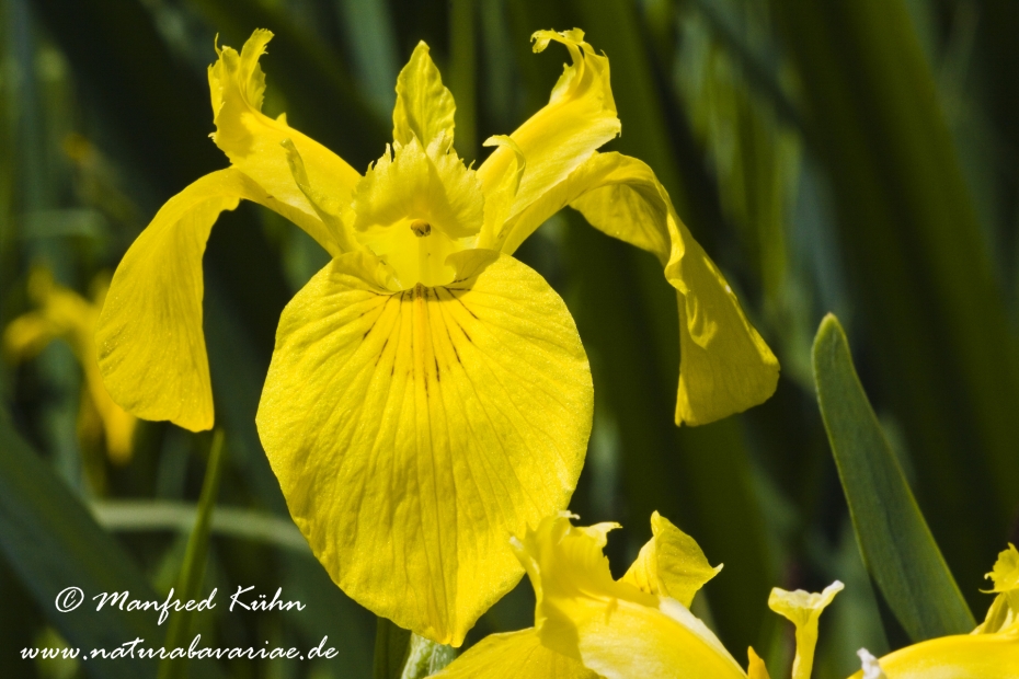 Schwertlilie (Sumpf-)_0002