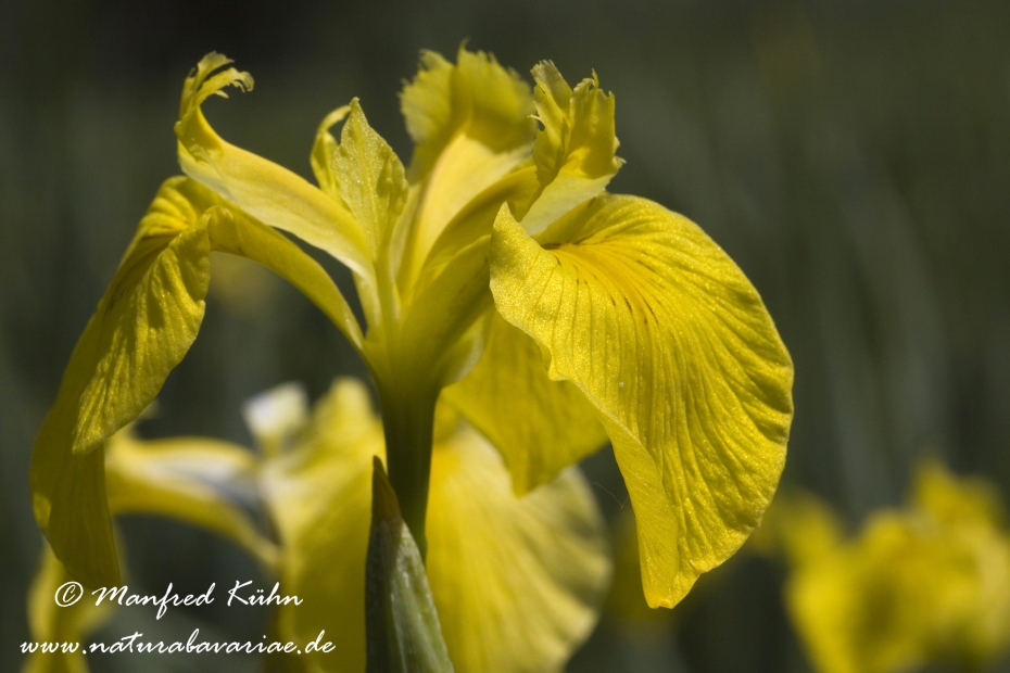 Schwertlilie (Sumpf-)_0004