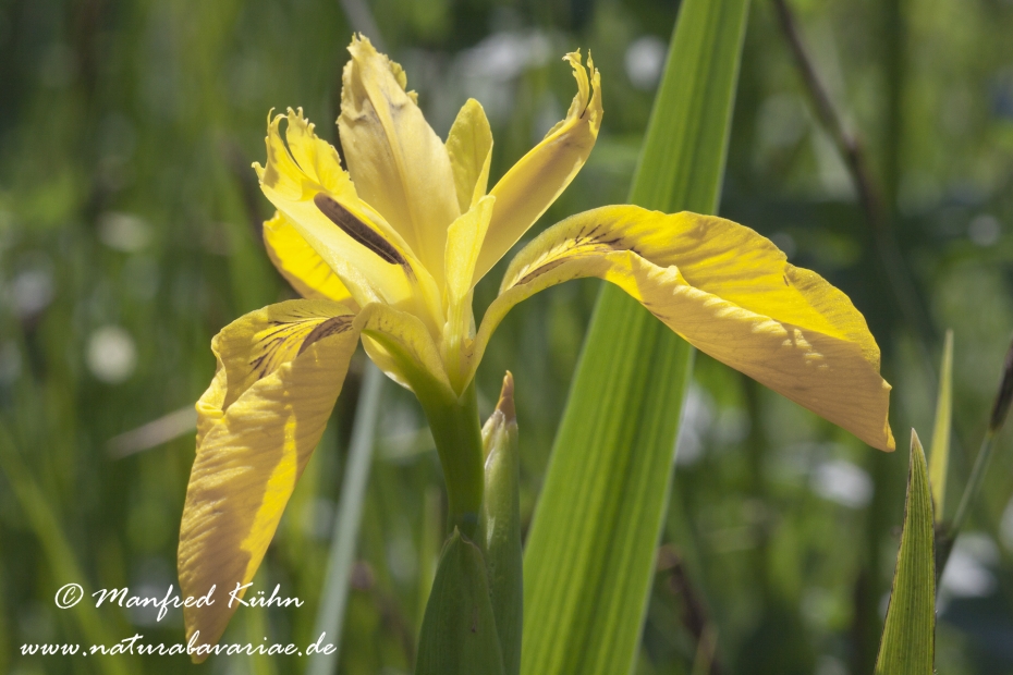Schwertlilie (Sumpf-)_0005