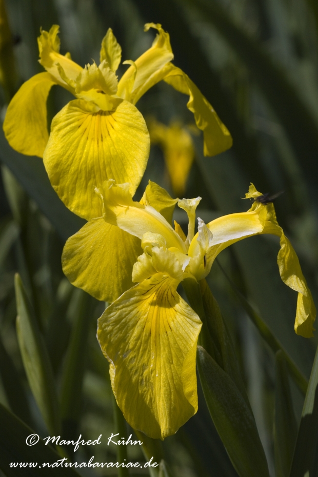 Schwertlilie (Sumpf-)_0007