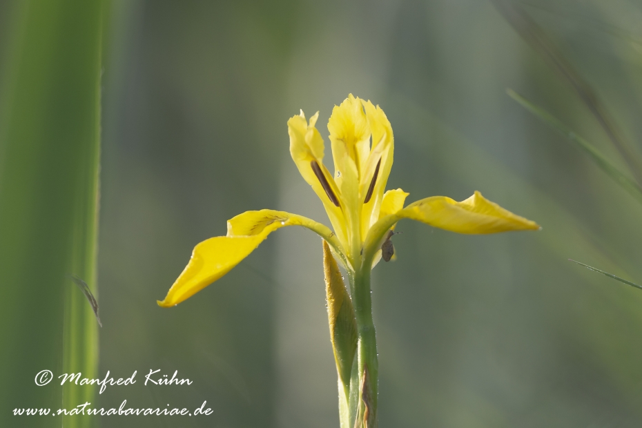 Schwertlilie (Sumpf-)_0009