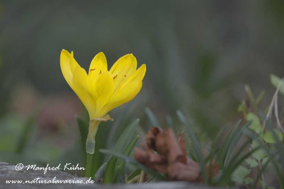 Herbst-Goldbecher ()_0001
