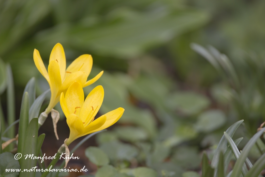 Herbst-Goldbecher ()_0002