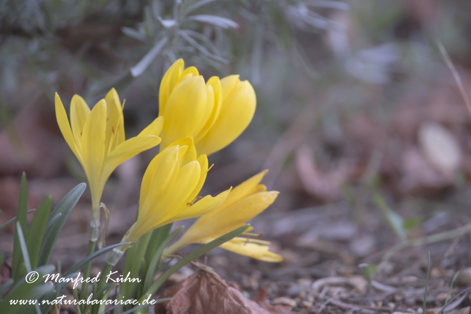Herbst-Goldbecher ()_0005