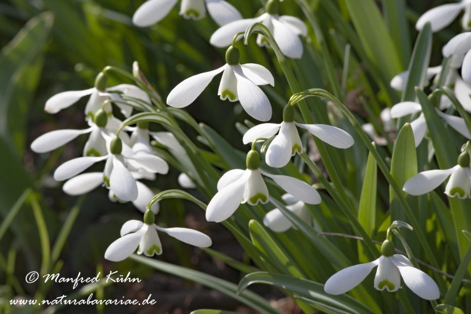 Schneeglöckchen (Galanthus)_0004
