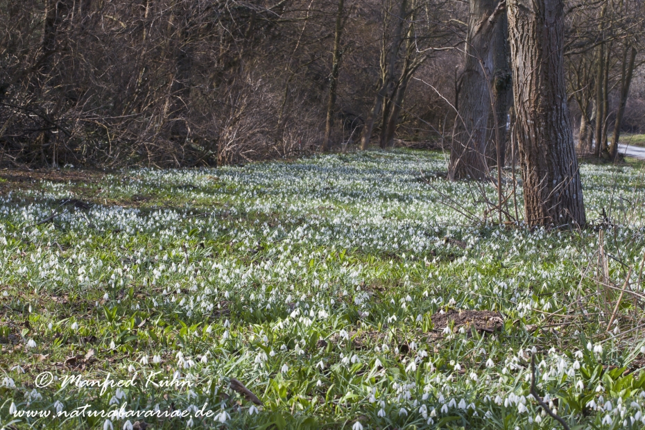 Schneeglöckchen (Galanthus)_0026