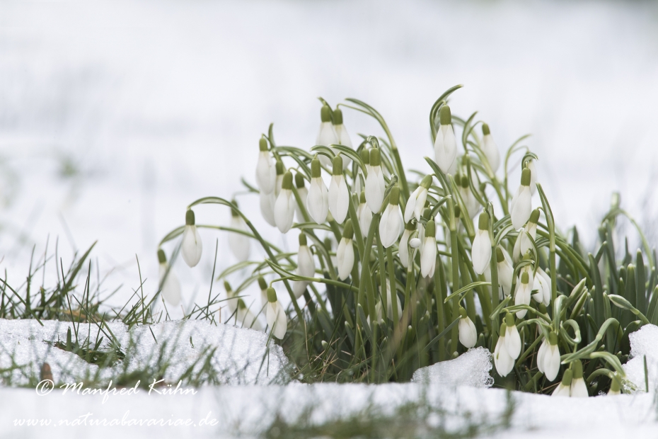 Schneeglöckchen (Galanthus)_0029