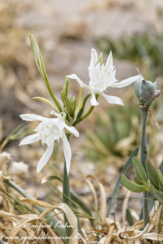 Trichternarzisse (Dünen-)_0025