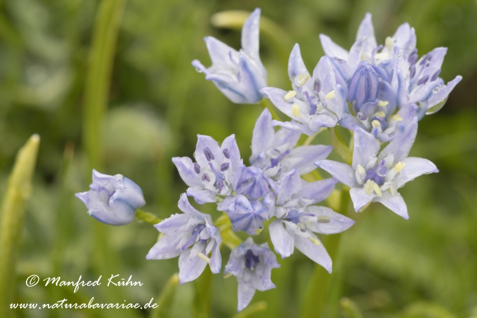 Blaustern (Frühlings-)_0003