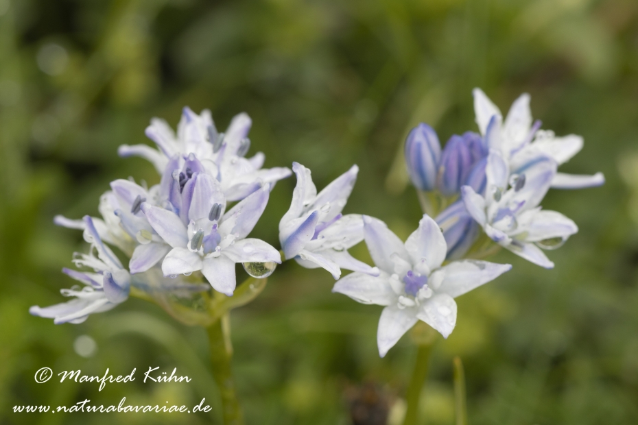 Blaustern (Frühlings-)_0006