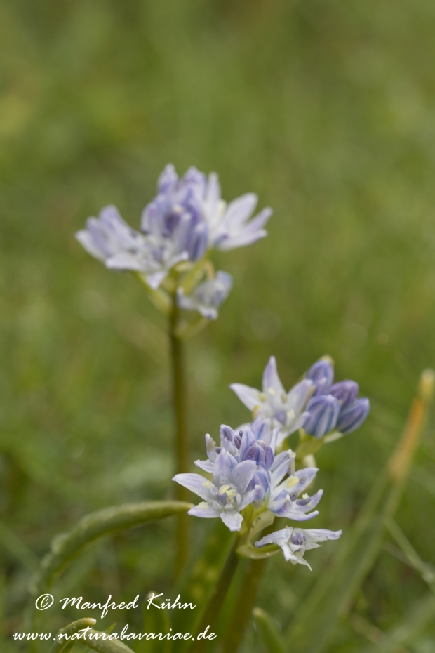 Blaustern (Frühlings-)_0009