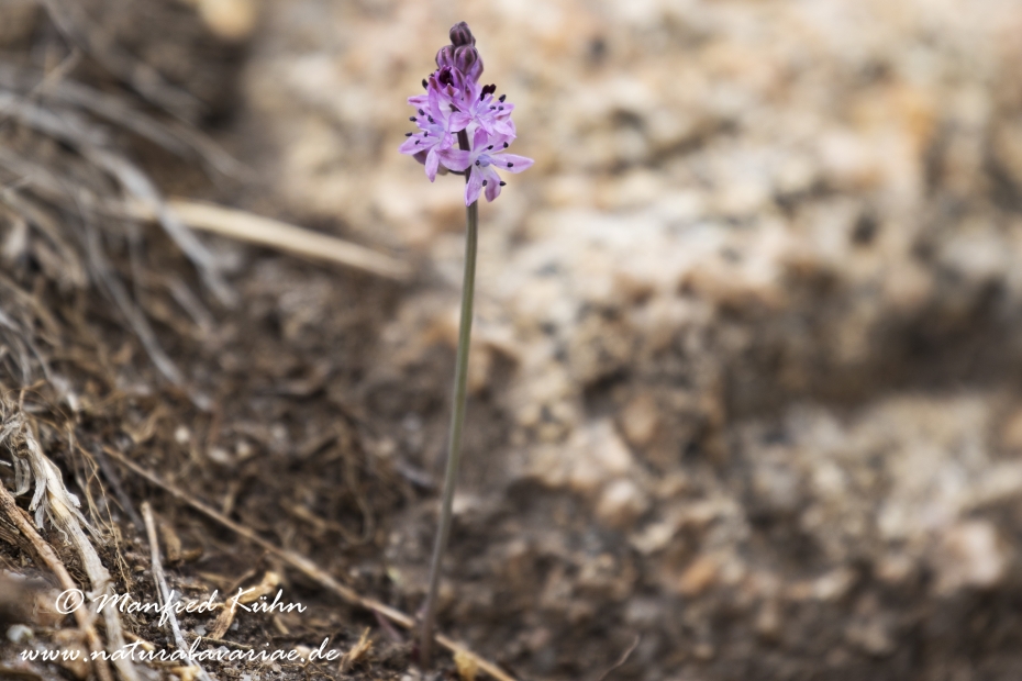 Blaustern (Herbst-)_0003