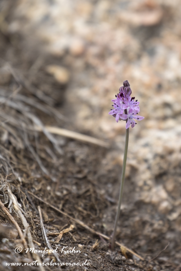 Blaustern (Herbst-)_0004
