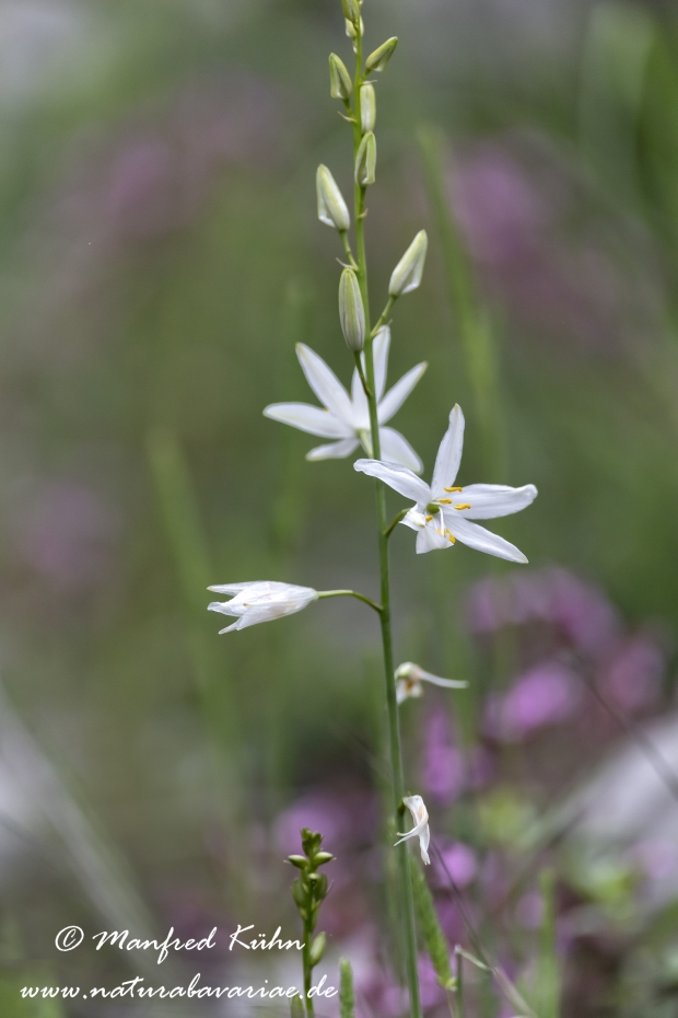 Graslilie (rispige)_0001
