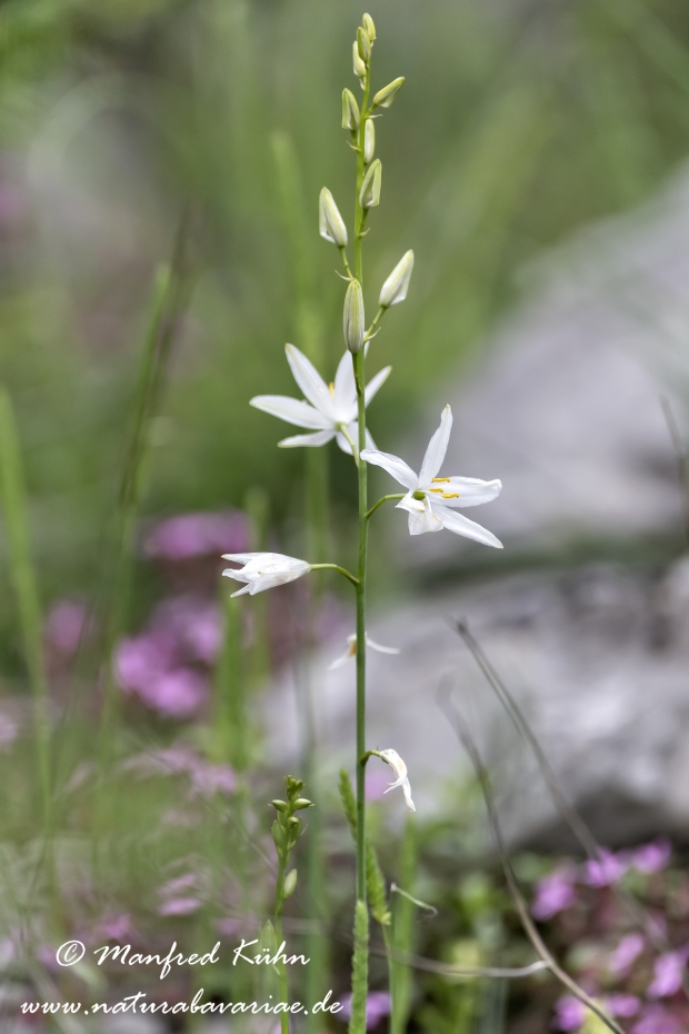 Graslilie (rispige)_0003