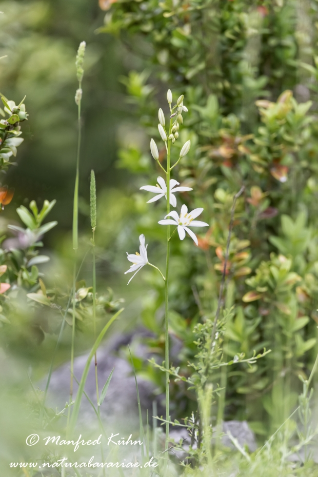 Graslilie (rispige)_0004