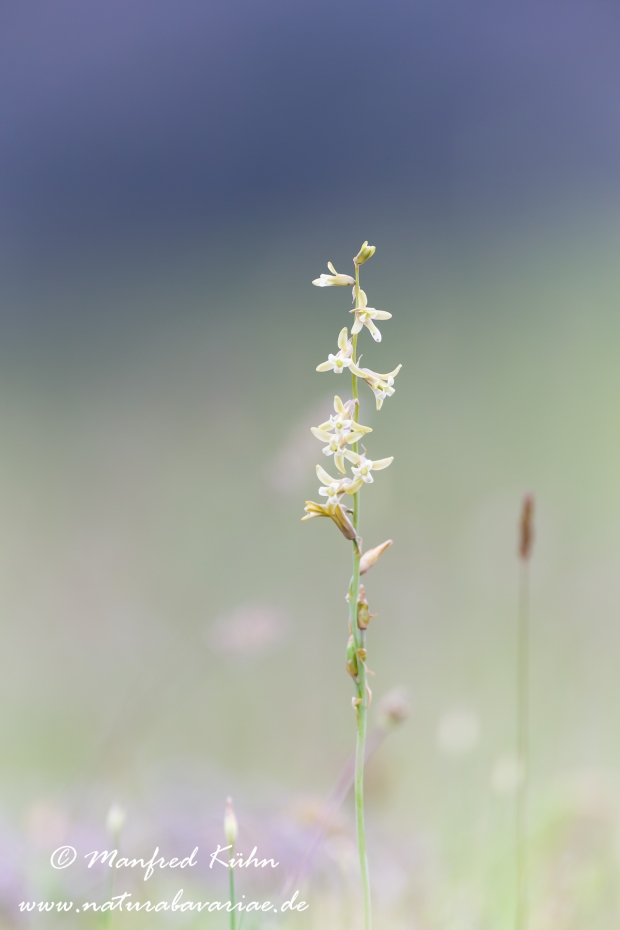 Schweifblatt ()_0001