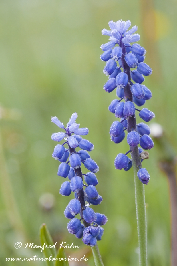 Traubenhyazinthe (Kleine)_0001